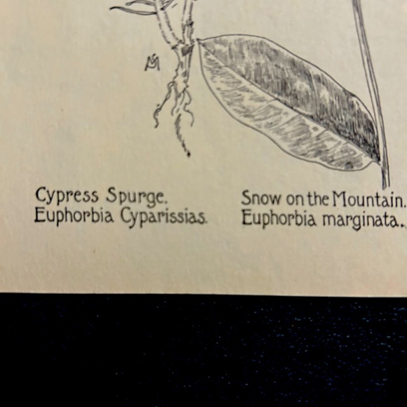 Euphorbias Antique Black and White Lithograph Print - Picture 3 of 5